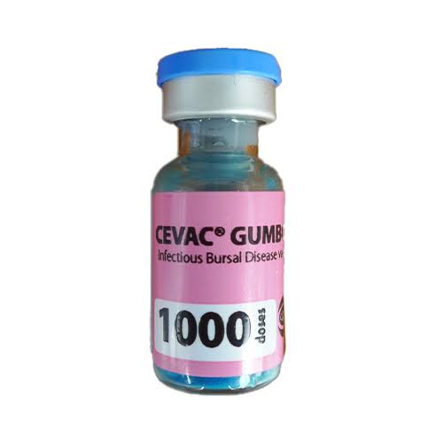 Gumboro 1000ds